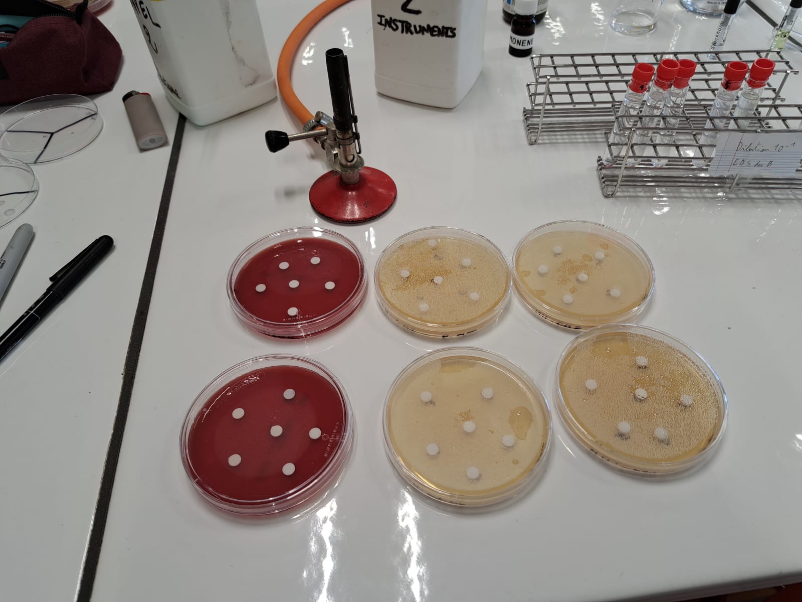 Antibiogramme - 6 géloses